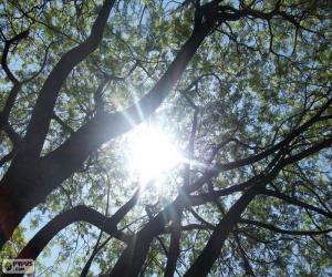 Branches and Sun puzzle