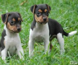 Brazilian Terrier Puppies puzzle