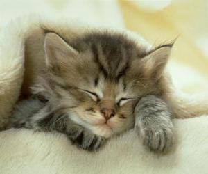 Breeding cat, sleeping kitten puzzle