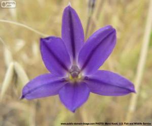 Brodiaea filifolia puzzle