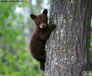 Brown bear cub climbs a tree puzzle