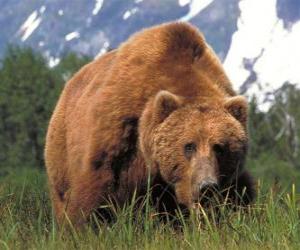 Brown bear - Grizzly puzzle