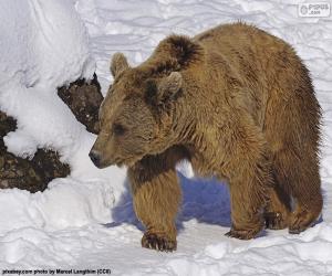 Brown bear on the snow puzzle