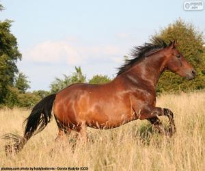 Brown horse running puzzle