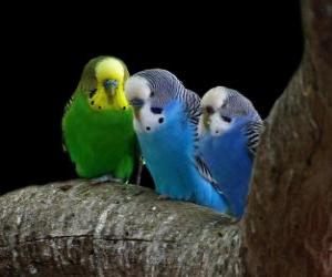 Budgerigar puzzle