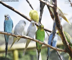 Budgerigar puzzle