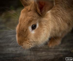 Bunny with long whiskers puzzle