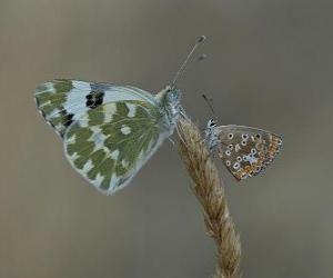 butterflies resting on a plant puzzle