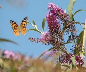 Butterfly flying over the flowers puzzle