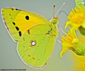 Butterfly lime puzzle