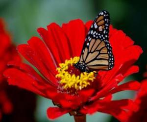 Butterfly on a flower puzzle