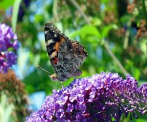 Butterfly on a flower puzzle