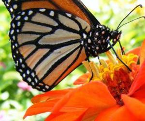 butterfly on a flower puzzle