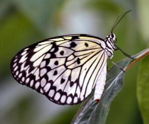 Butterfly on a leaf puzzle