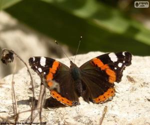 Butterfly on a rock puzzle