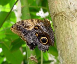 Butterfly on a trunk puzzle