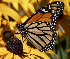 butterfly on a yellow flower puzzle