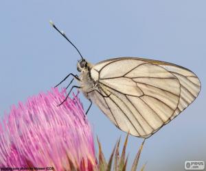 Butterfly on pink flower puzzle