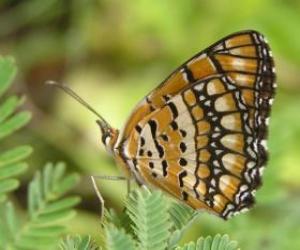 Butterfly resting on a plant puzzle