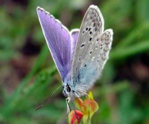 Butterfly puzzle