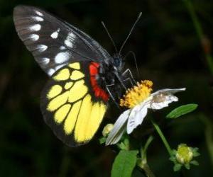 Butterfly puzzle