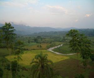 Bwindi Impenetrable Forest, Uganda. puzzle