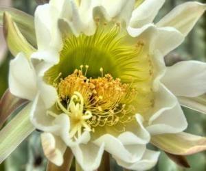 Cactus Flower puzzle