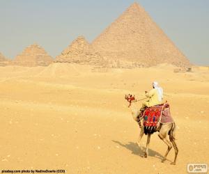 Camel front pyramids puzzle