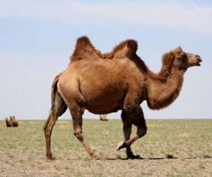 Camel, hornless ruminant animal with two humps as a fat storage puzzle