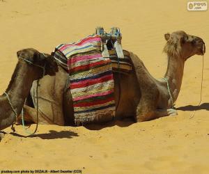 Camels resting puzzle