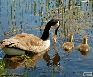 Canada goose in the Lake  puzzle