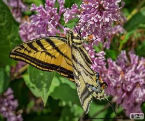 Canadian Tiger Swallowtail butterfly puzzle