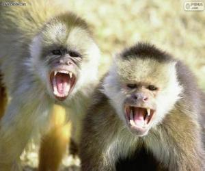 Capuchin monkeys puzzle