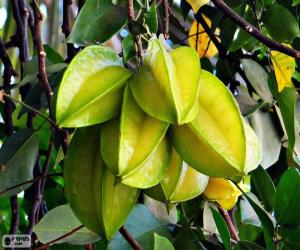 Carambola, exotic fruit puzzle