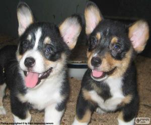 Cardigan Welsh Corgi puppies puzzle