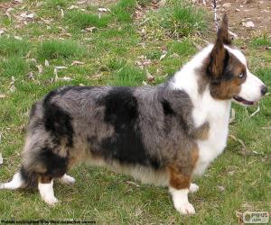 Cardigan Welsh Corgi puzzle