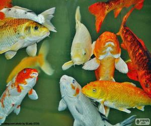 Carp of colors puzzle