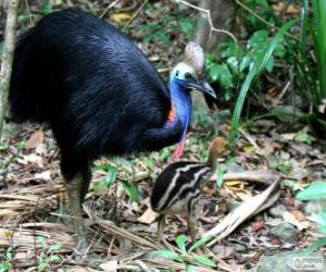 Cassowary puzzle