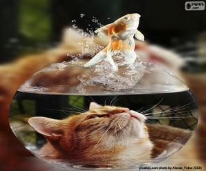 Cat and fish puzzle