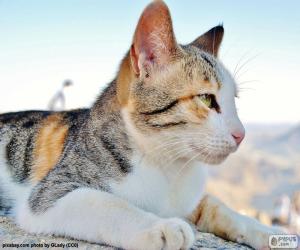 Cat observing puzzle