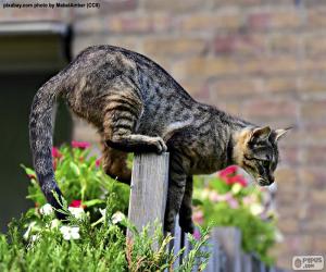 Cat on a fence puzzle