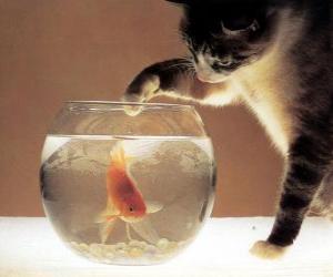 Cat watching a fish puzzle
