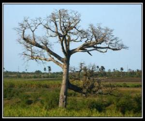 Ceiba puzzle