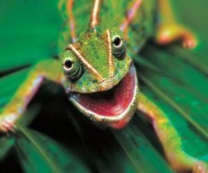 Chameleon with your mouth open puzzle