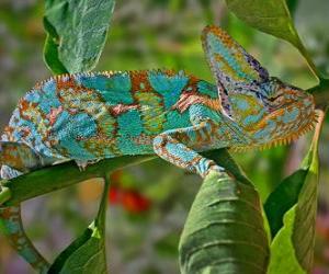 Chameleon puzzle