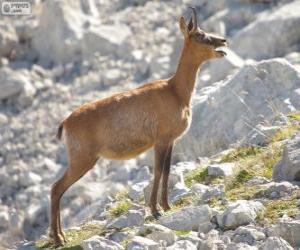 Chamois puzzle