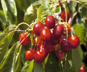 Cherries puzzle