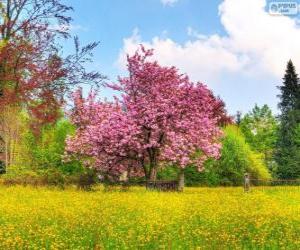 Cherry tree in spring puzzle