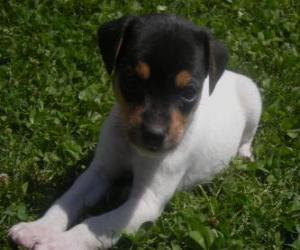 Chilean Fox Terrier puppy puzzle