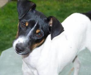 Chilean Terrier, is the first Chilean breed of dog puzzle